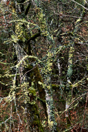 Lichen on white oak