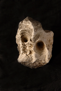 Skull fossil